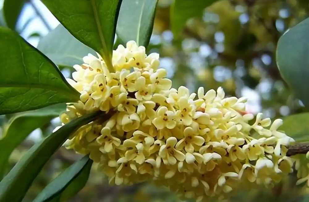 8種木本開花植物,養護技巧學一學,養好很簡單