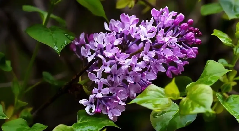8種木本開花植物,養護技巧學一學,養好很簡單