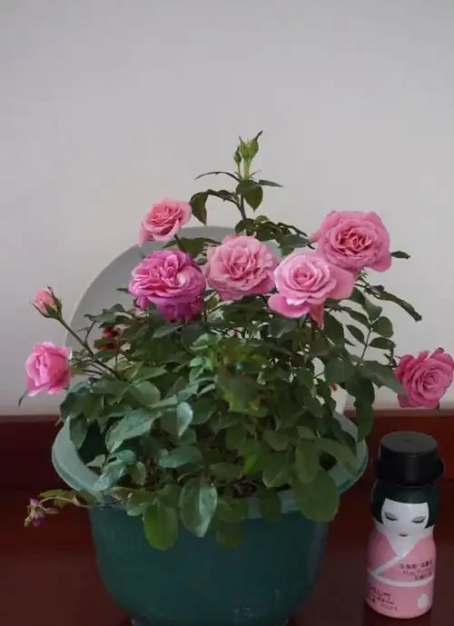 8種木本開花植物,養護技巧學一學,養好很簡單