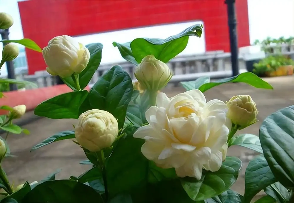 8種木本開花植物,養護技巧學一學,養好很簡單