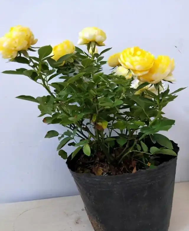 8種木本開花植物,養護技巧學一學,養好很簡單