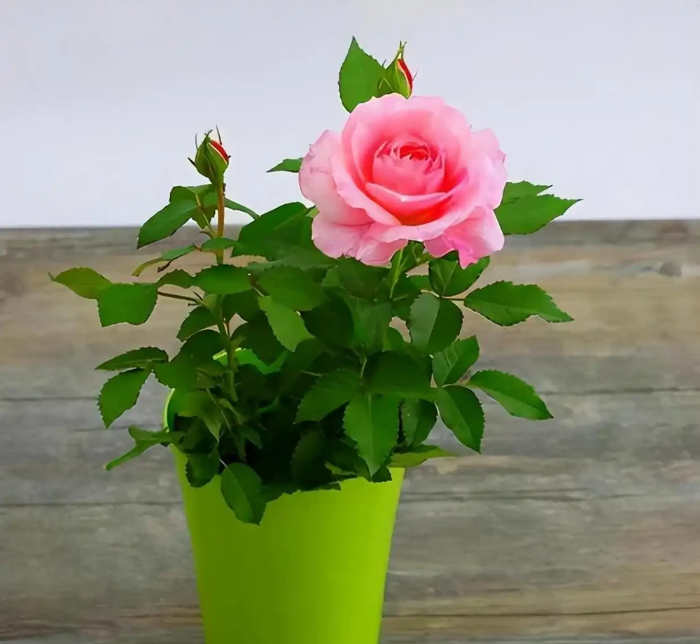 8種木本開花植物,養護技巧學一學,養好很簡單