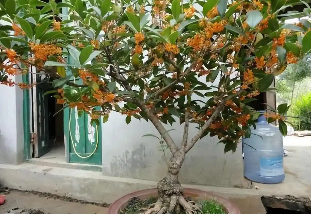 8種木本開花植物,養護技巧學一學,養好很簡單