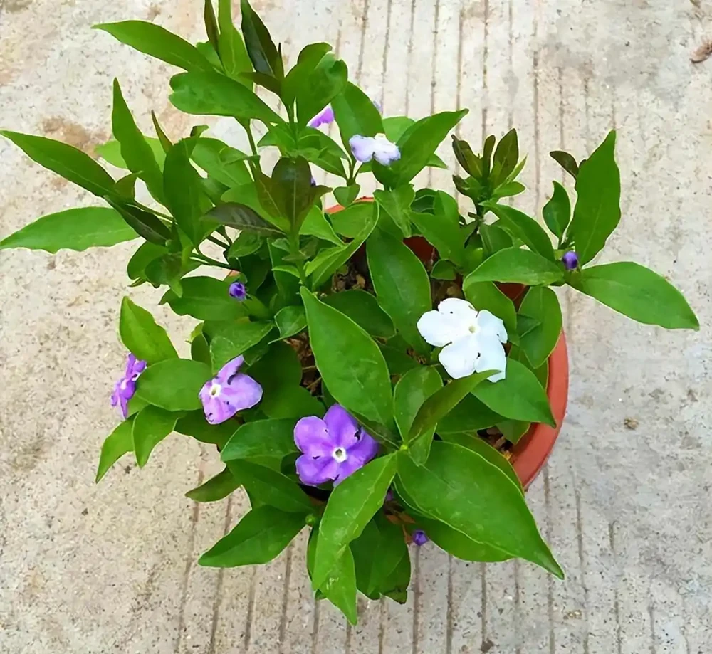 8種木本開花植物,養護技巧學一學,養好很簡單