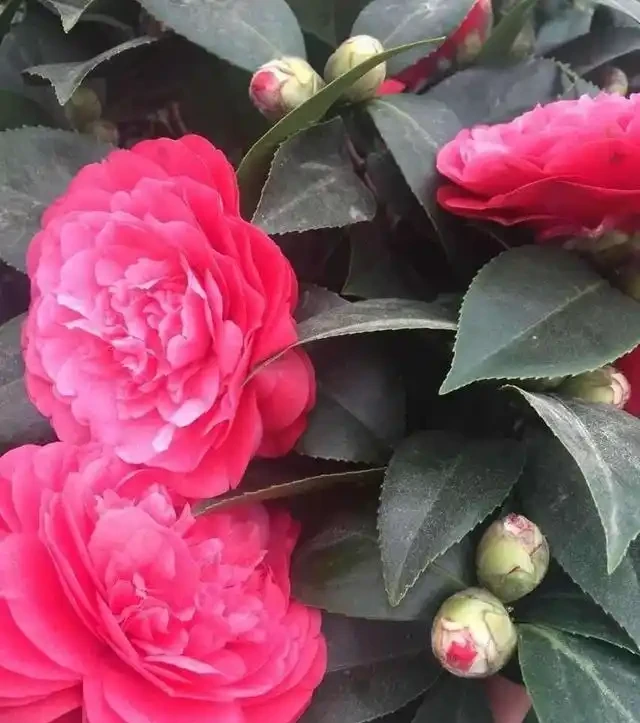 8種木本開花植物,養護技巧學一學,養好很簡單