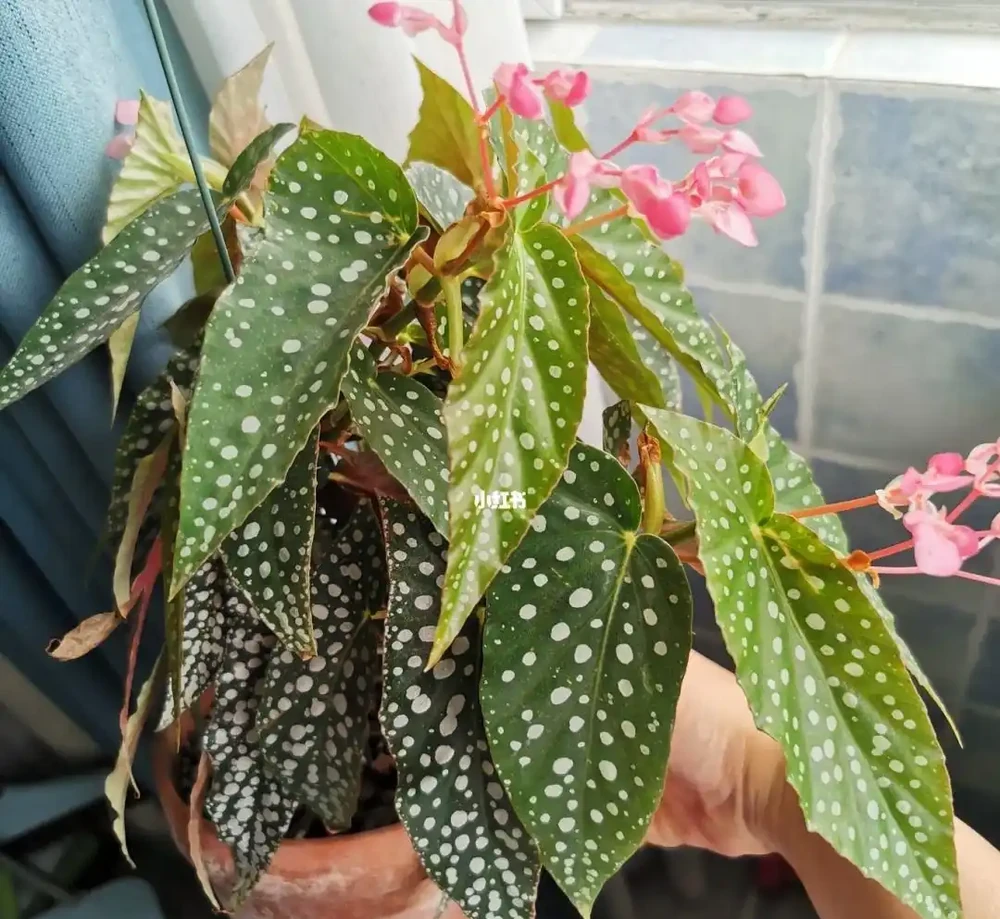 8種木本開花植物,養護技巧學一學,養好很簡單