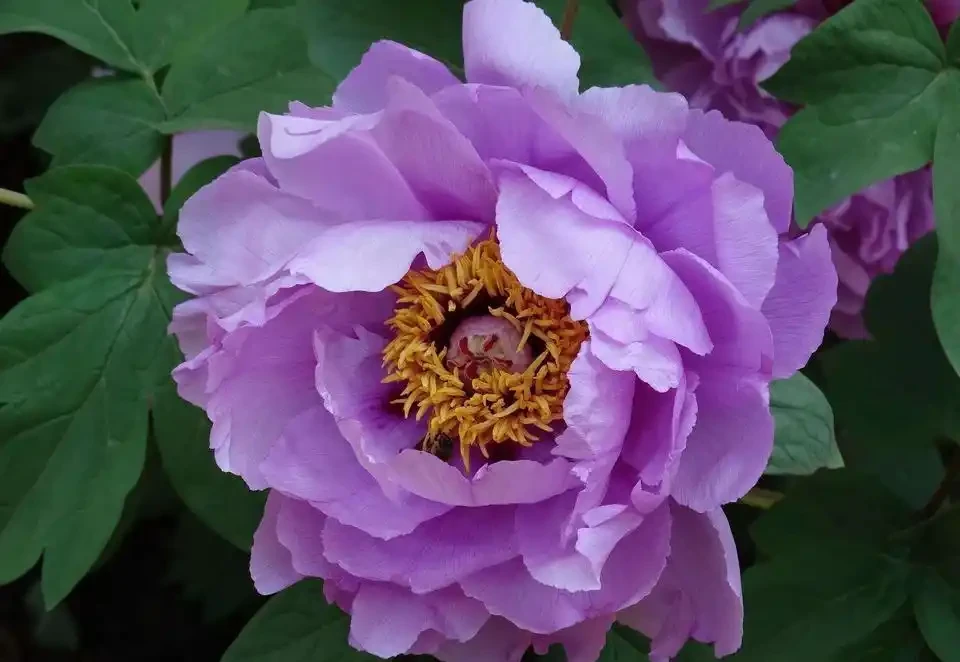 8種木本開花植物,養護技巧學一學,養好很簡單