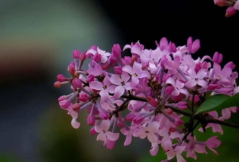 8種木本開花植物,養護技巧學一學,養好很簡單