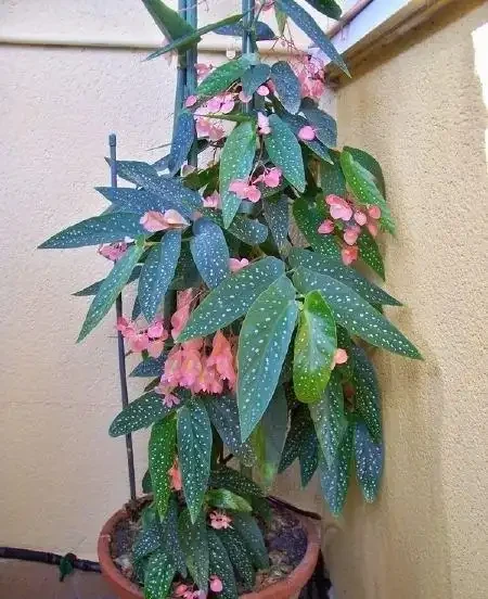 8種木本開花植物,養護技巧學一學,養好很簡單