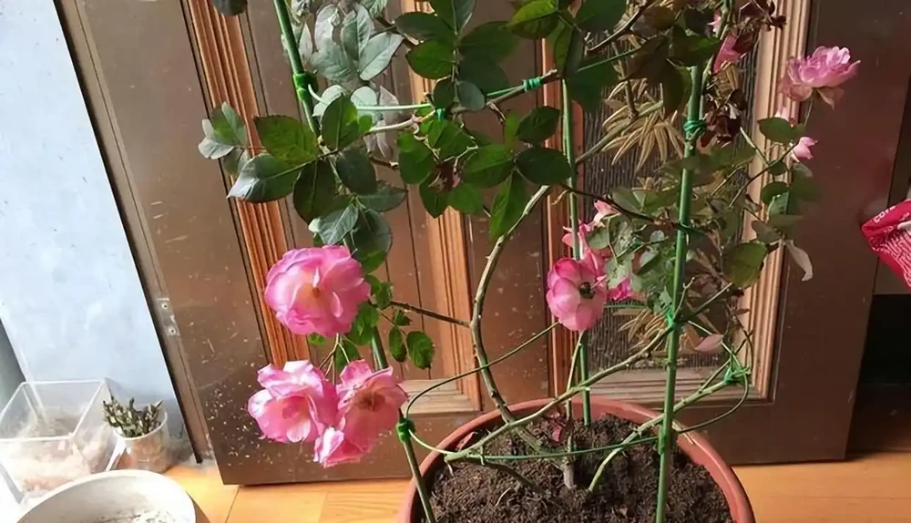 8種木本開花植物,養護技巧學一學,養好很簡單