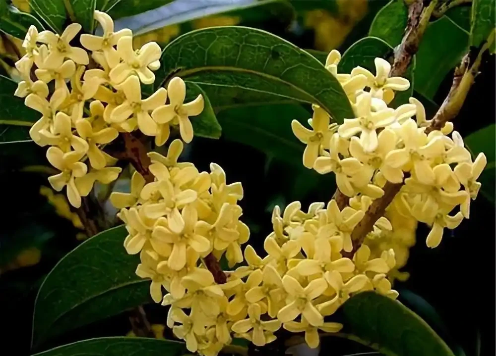 8種木本開花植物,養護技巧學一學,養好很簡單
