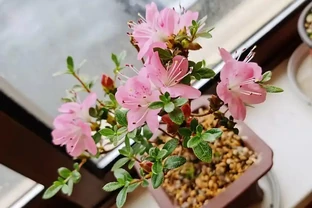 都說養花「噴肥」吸收快，但是不能亂用，新手記牢「6不噴」