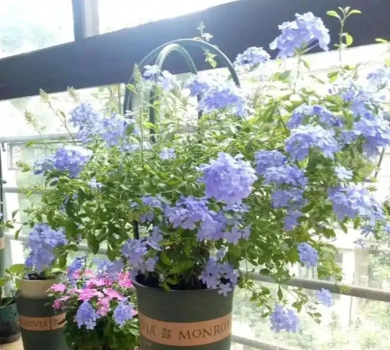 藍雪花
