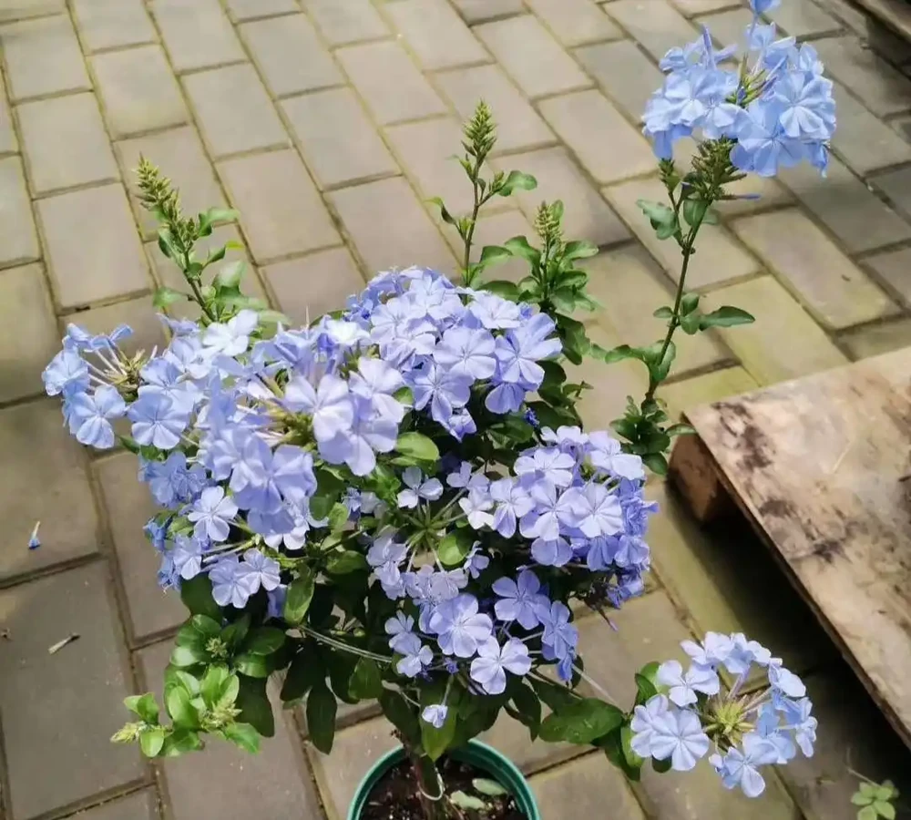 藍雪花