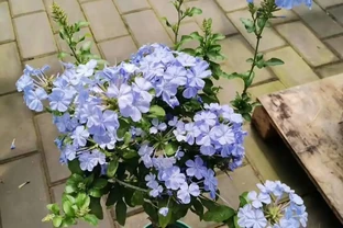 6種「四季花」，新手養上「它」心裡美滋滋，天天賞花花