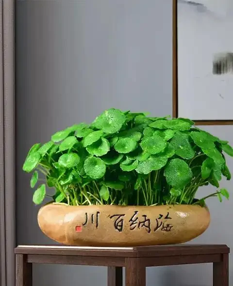 春季要銅錢草「變美」,小開關開啟後,蹭蹭長,葉子肥又美