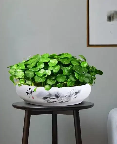 春季要銅錢草「變美」,小開關開啟後,蹭蹭長,葉子肥又美