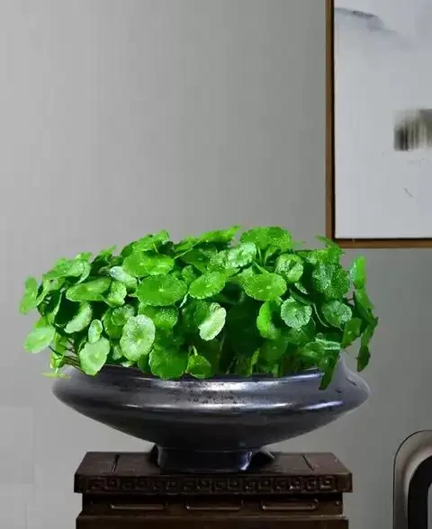 春季要銅錢草「變美」,小開關開啟後,蹭蹭長,葉子肥又美