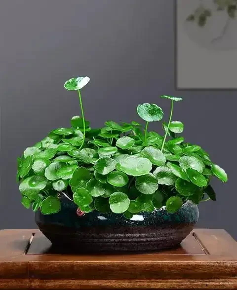 春季要銅錢草「變美」,小開關開啟後,蹭蹭長,葉子肥又美