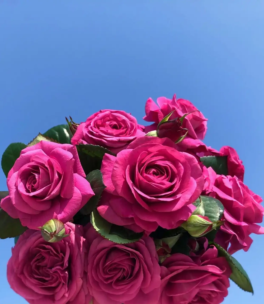 單花開花期不短,可以當切花玫瑰