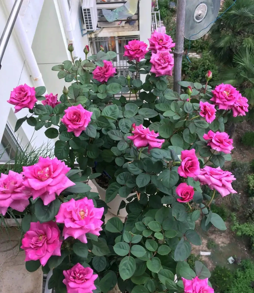 冥王星的夏花