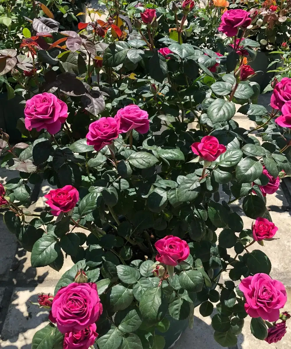 開花給力