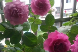 北陽臺養玫瑰，就選「冥王星」，耐陰好養，多季花開，又美又香！
