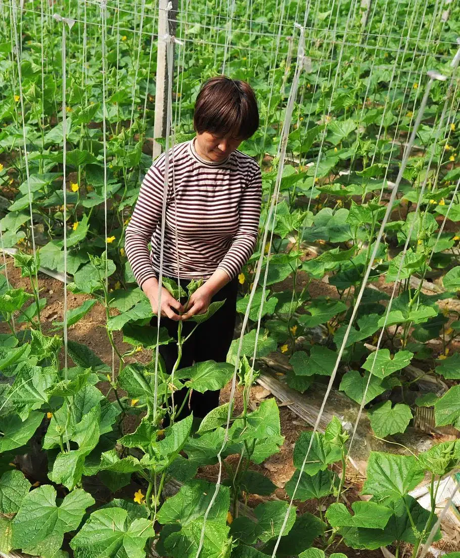學會自配長根、長葉、坐果肥，還愁蔬菜長不好嗎，省錢又實惠