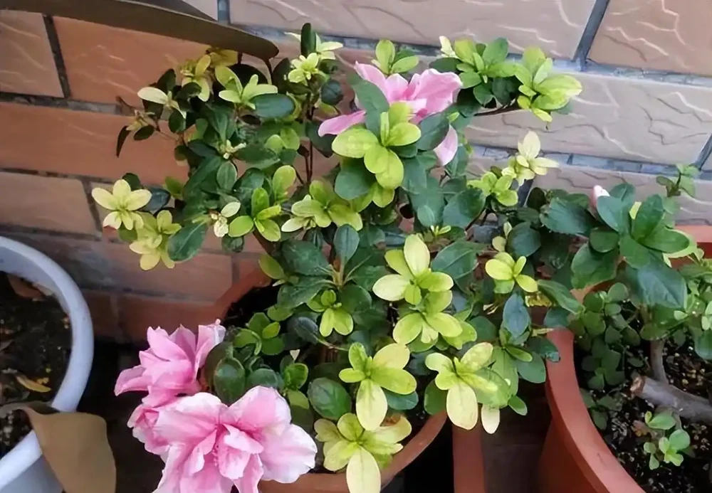養花總黃葉？別聽「歪門邪道」，對症下藥，別讓葉子嘩嘩掉
