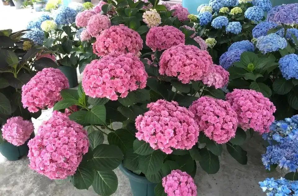 養花總黃葉？別聽「歪門邪道」，對症下藥，別讓葉子嘩嘩掉