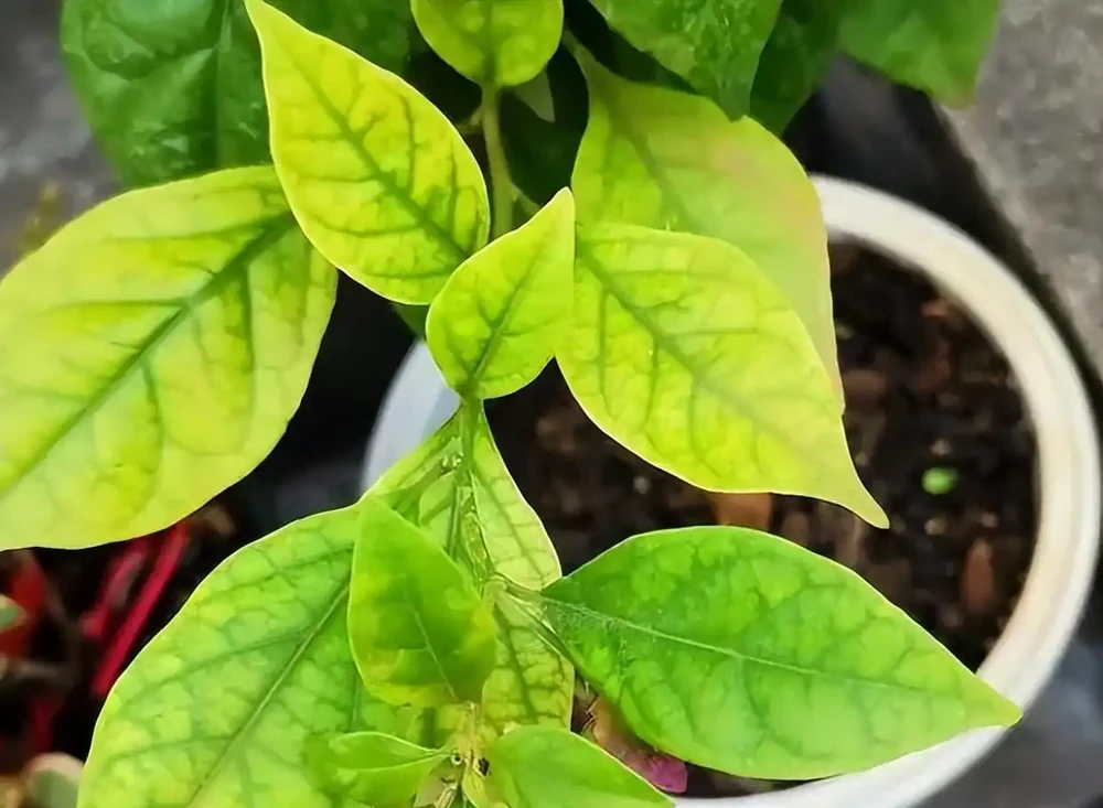 養花總黃葉？別聽「歪門邪道」，對症下藥，別讓葉子嘩嘩掉