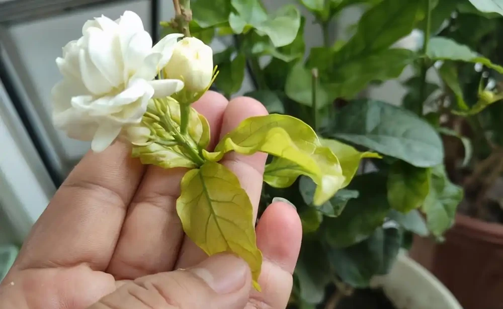 養花總黃葉？別聽「歪門邪道」，對症下藥，別讓葉子嘩嘩掉