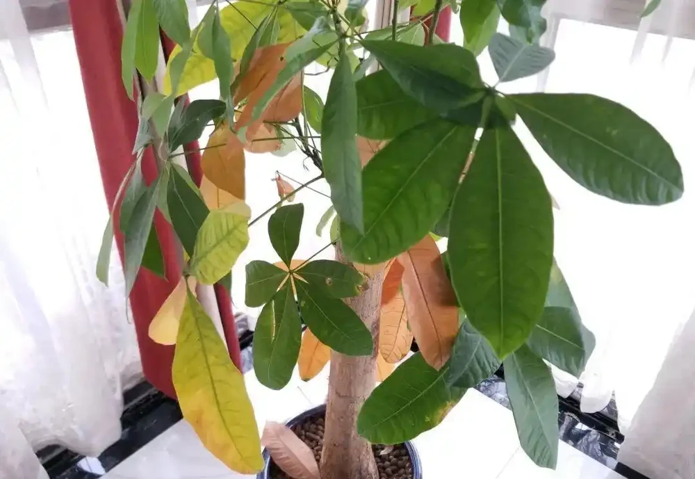 養花總黃葉？別聽「歪門邪道」，對症下藥，別讓葉子嘩嘩掉