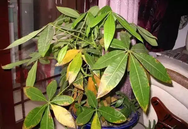 養花總黃葉？別聽「歪門邪道」，對症下藥，別讓葉子嘩嘩掉