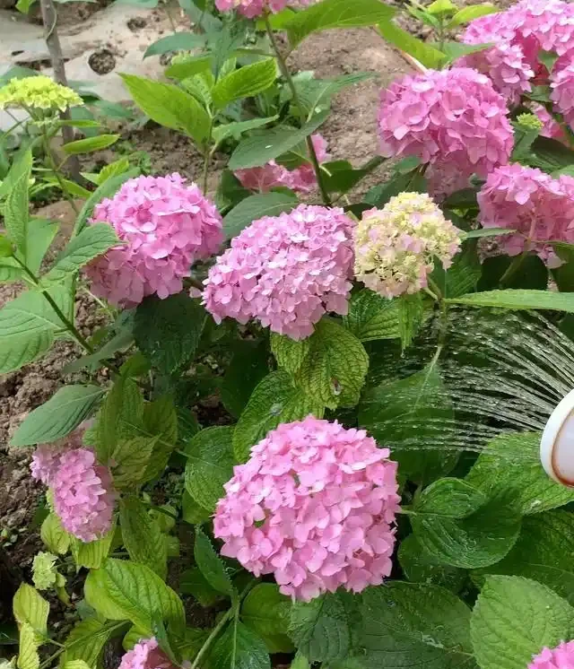養花總黃葉？別聽「歪門邪道」，對症下藥，別讓葉子嘩嘩掉