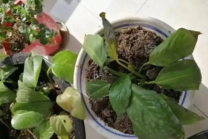 養花總黃葉？別聽「歪門邪道」，對症下藥，別讓葉子嘩嘩掉