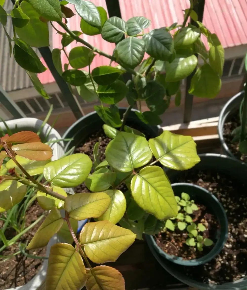 養花總黃葉？別聽「歪門邪道」，對症下藥，別讓葉子嘩嘩掉