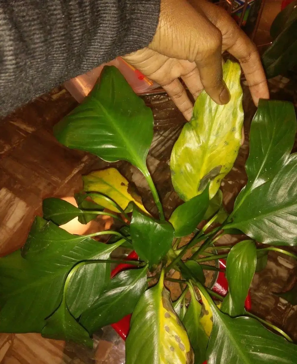 養花總黃葉？別聽「歪門邪道」，對症下藥，別讓葉子嘩嘩掉