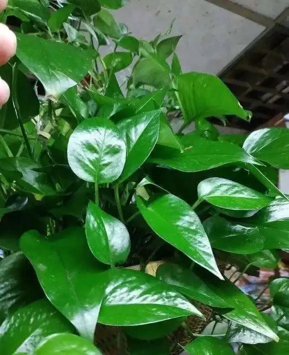 養花總黃葉？別聽「歪門邪道」，對症下藥，別讓葉子嘩嘩掉