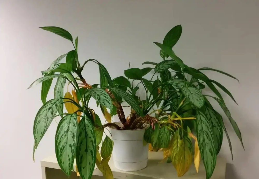 養花總黃葉？別聽「歪門邪道」，對症下藥，別讓葉子嘩嘩掉