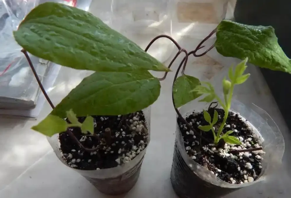4月之後，可以多嘗試插枝繁殖鐵線蓮，剪一段枝就能繁殖幾盆