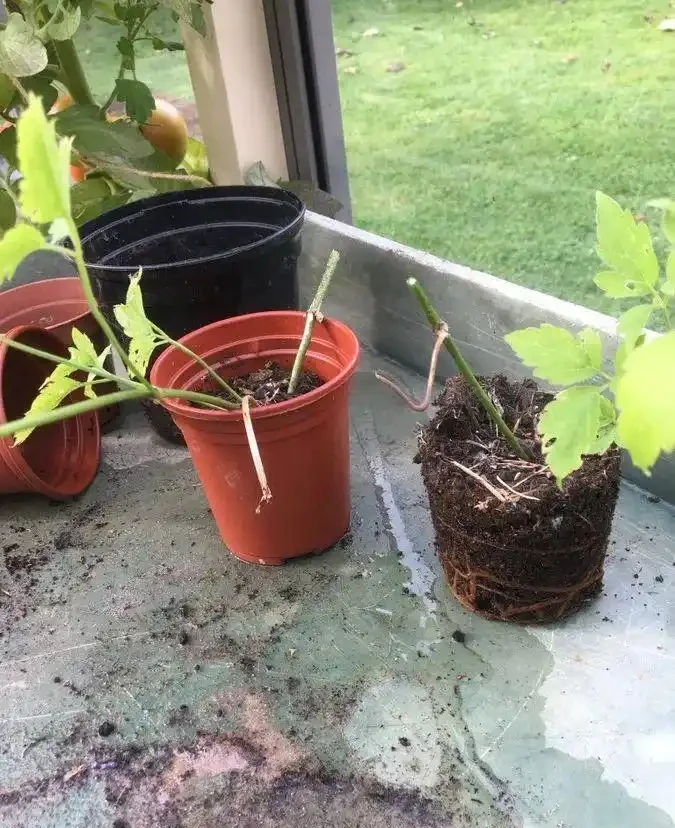 4月之後，可以多嘗試插枝繁殖鐵線蓮，剪一段枝就能繁殖幾盆