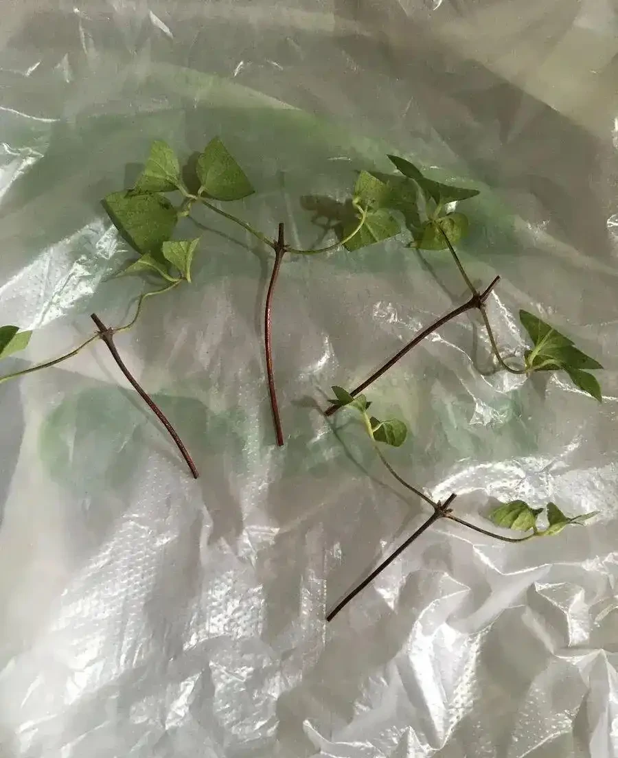 4月之後，可以多嘗試插枝繁殖鐵線蓮，剪一段枝就能繁殖幾盆