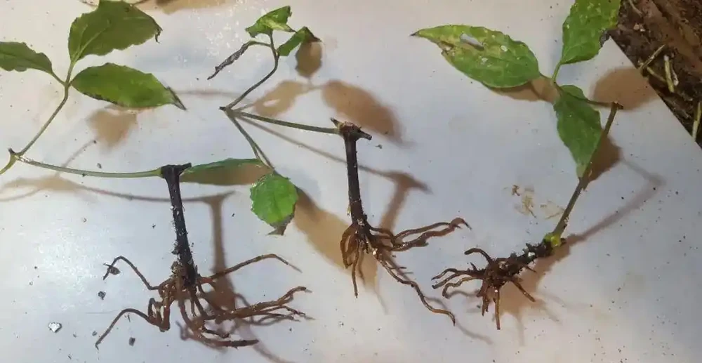 4月之後，可以多嘗試插枝繁殖鐵線蓮，剪一段枝就能繁殖幾盆