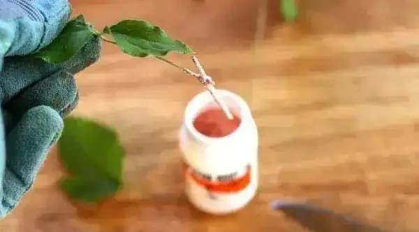 4月之後，可以多嘗試插枝繁殖鐵線蓮，剪一段枝就能繁殖幾盆