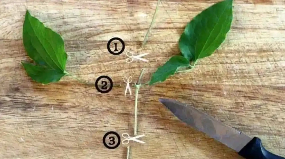 4月之後，可以多嘗試插枝繁殖鐵線蓮，剪一段枝就能繁殖幾盆