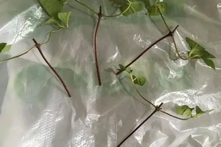 4月之後，可以多嘗試插枝繁殖鐵線蓮，剪一段枝就能繁殖幾盆