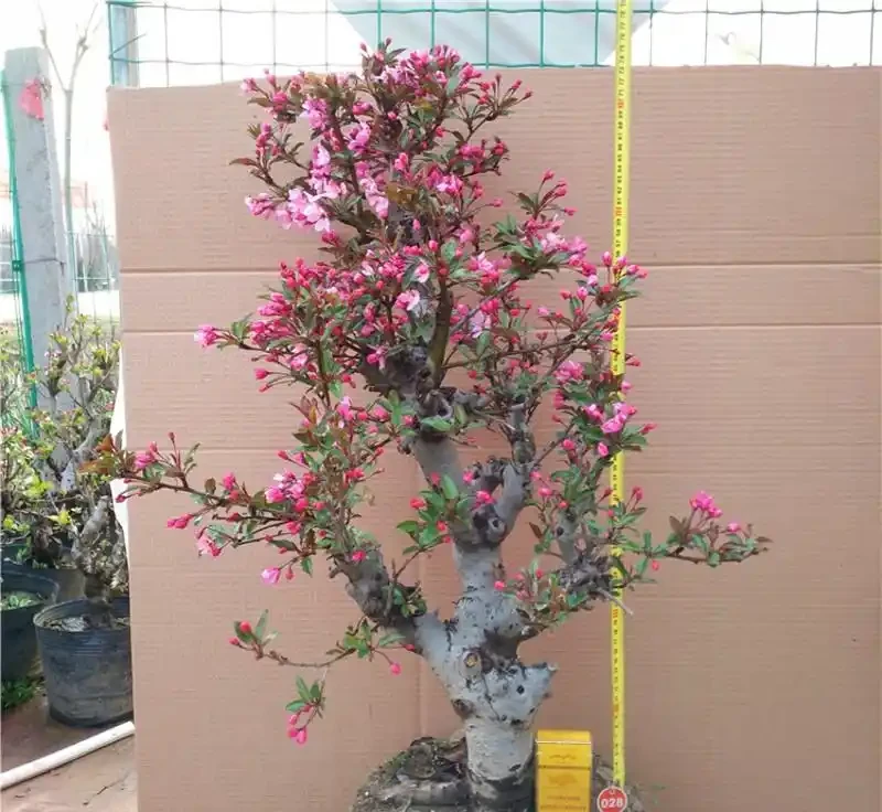 10種「硬氣花」,能在北方造花園,開花多凍不死,一棵能養幾十年