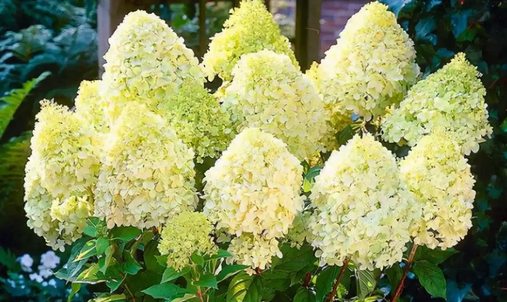 10種「硬氣花」,能在北方造花園,開花多凍不死,一棵能養幾十年