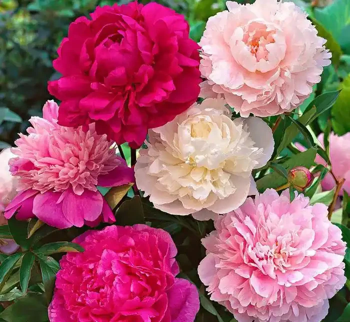 10種「硬氣花」,能在北方造花園,開花多凍不死,一棵能養幾十年